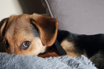 Cún cưng có thể mắc chứng rối loạn căng thẳng sau chấn thương không?