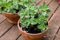 Loại thảo mộc phổ biến giúp làm dịu căng thẳng