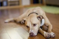 Liệu thú cưng có mắc trầm cảm theo mùa?