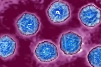 Đức: Phát hiện virus bại liệt hoang dã tái xuất sau hơn 30 năm 