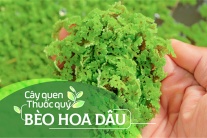 Cây quen, thuốc quý: Bèo hoa dâu