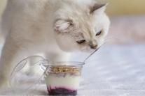 Sữa chua: Món “khoái khẩu” nhưng không dành cho mèo cưng