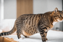 Những dấu hiệu ốm nghén ở mèo cưng