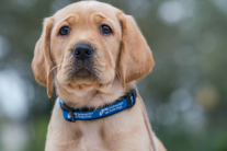 Liệu cún cưng có thể mắc đột quỵ?