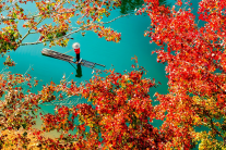 Tới Cao Bằng ngắm “mùa lá đỏ” đẹp nhất năm