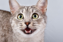 Hơi thở mèo cưng có mùi lạ, “sen” phải làm sao?