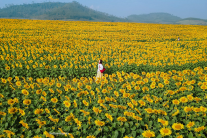 Miền Tây xứ Nghệ rực sắc hoa vàng