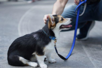 Nên cho cún cưng ăn trước hay đi dạo trước?