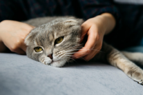 Khi mèo cưng bước vào chặng cuối cuộc đời