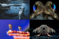 Ngắm ảnh 'đại dương sâu thẳm' đẹp nhất năm 2025