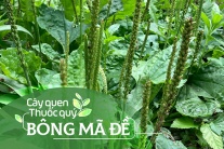 Cây quen, thuốc quý: Bông mã đề