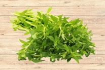 Có nên dùng rau ngổ trị sỏi mật 5,5mm không?