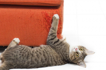 Giúp “sen” ngăn chặn các hành vi xấu của mèo cưng