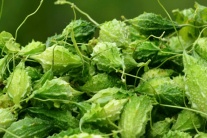 Bạn đã biết cách dùng mướp đắng rừng để kiểm soát bệnh đái tháo đường?