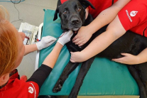 Cún cưng có thể hiến máu không?