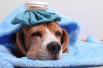 Dấu hiệu cảnh báo bệnh cúm ở cún cưng 