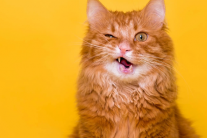 Mèo cưng sốt, vàng da coi chừng nhiễm trùng túi mật!