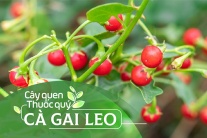 Cây quen, thuốc quý: Cà gai leo