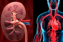 Giải mã nguy cơ suy tim ở người bệnh thận mạn tính