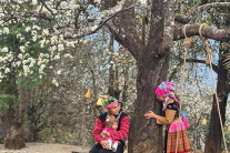 Infographic: Ngọc Chiến - Nậm Nghẹp mùa hoa sơn tra!