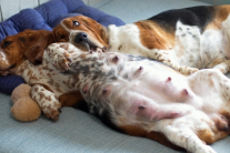 Hiện tượng mang thai giả ở cún cưng