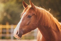 Ngựa - kho thuốc quý cần được khai thác đúng cách