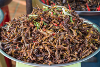 Lợi ích dinh dưỡng của các món ăn từ côn trùng