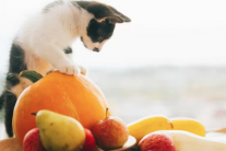 Mèo cưng có thể ăn các loại hoa quả nào?