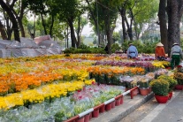 Tết 2026 chưng hoa gì để đón tài lộc và may mắn?