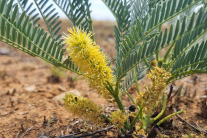 Cây thuốc bản địa Nam Phi: Vai trò với sức khỏe nam giới