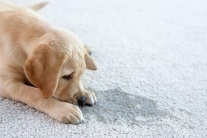 Cách xử lý mùi thú cưng để tự tin đón khách