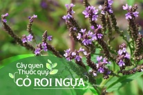 Cây quen, thuốc quý: Cỏ roi ngựa