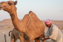 Cải thiện chất lượng hệ tiêu hoá cùng sữa lạc đà