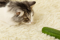 Vì sao mèo cưng lại sợ dưa chuột?