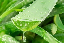 Nha đam - “Vũ khí” mới cho cuộc chiến chống Alzheimer