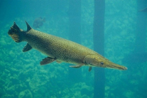 Thông tin mới về vụ 10 người ngộ độc do ăn trứng cá cảnh dịp Tết