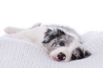 Hội chứng SARDS ở cún cưng: “Sen” cần biết điều gì?