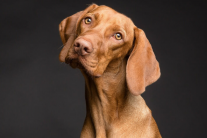 Giãn thực quản ở cún cưng được biểu hiện như thế nào?