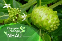 Cây quen, thuốc quý: Cây nhàu