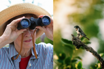 Ngắm chim: Liều thuốc tự nhiên chống lão hóa não