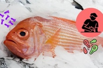 Độc tố ẩn mình trong các loài cá biển