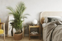 3 loại cây đặt trong nhà giúp bạn ngủ ngon hơn