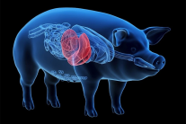 Gan lợn biến đổi gene: Giải pháp cho bệnh nhân suy gan chờ ghép tạng?