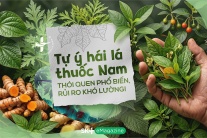 Tự ý hái lá thuốc Nam: Thói quen phổ biến, rủi ro khó lường!