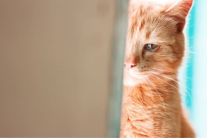 Mèo cưng có “khóc” khi buồn? 