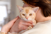 9 giống mèo quấn người, không hề lạnh lùng như bạn nghĩ