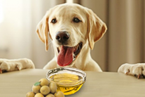 Cho cún cưng dùng dầu olive thế nào là đúng cách?