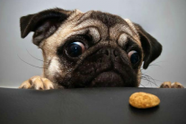 Vì sao sức khỏe đường ruột của cún cưng lại quan trọng?