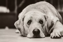 Dấu hiệu nhận biết suy giảm trí nhớ ở cún cưng