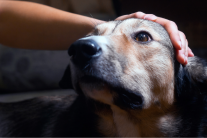 Những tín hiệu âm thầm cho thấy cún cưng đang bị đau